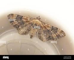 Attēlu rezultāti vaicājumam “Eupithecia linariata”