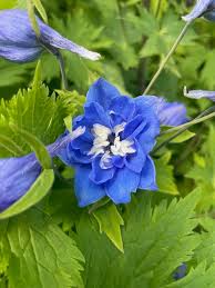 Attēlu rezultāti vaicājumam “Delphinium elatum  bud”