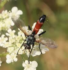 Attēlu rezultāti vaicājumam “Cylindromyia sp.”