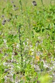 Attēlu rezultāti vaicājumam “Carlina vulgaris”