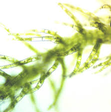 Attēlu rezultāti vaicājumam “Jungermanniopsida”