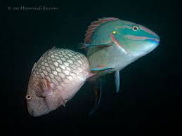 Image result for Sparisoma viride