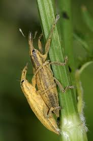 Attēlu rezultāti vaicājumam “Lixus iridis”