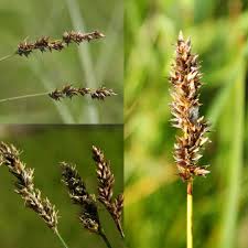 Attēlu rezultāti vaicājumam “Carex diandra”