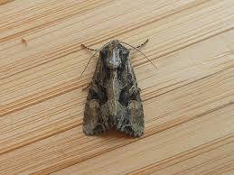 Attēlu rezultāti vaicājumam “Apamea remissa”