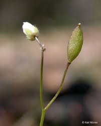 Attēlu rezultāti vaicājumam “Erophila verna flower”