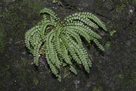 Attēlu rezultāti vaicājumam “Asplenium viride”