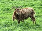 Soays are one of a small number of primitive sheep breeds that shed their - via Daymix