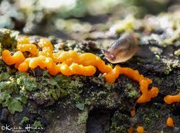 Attēlu rezultāti vaicājumam “Hemitrichia decipiens young”