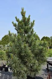 Image result for Pinus cembra