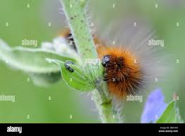 Attēlu rezultāti vaicājumam “Arctia caja larva”