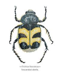 Attēlu rezultāti vaicājumam “Trichius fasciatus imago”