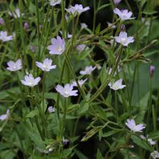Attēlu rezultāti vaicājumam “Epilobium montanum”