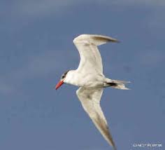 Image result for Sterna acuflavida