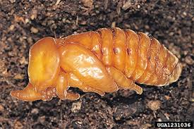 Attēlu rezultāti vaicājumam “Oryctes nasicornis larva”