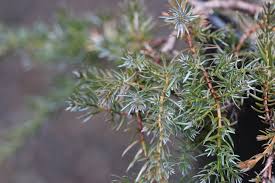 Attēlu rezultāti vaicājumam “Juniperus communis leaf”