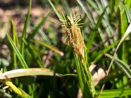 Attēlu rezultāti vaicājumam “Carex caryophyllea flower”