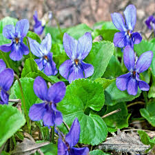 Image result for Veilchen