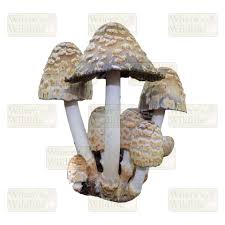 Image result for coprinus