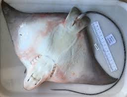 Image result for Aetomylaeus bovinus