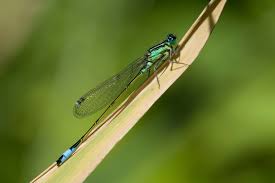 Attēlu rezultāti vaicājumam “Ischnura elegans”