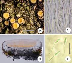 Attēlu rezultāti vaicājumam “Petractis sp.”