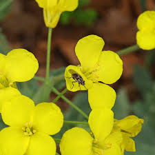 Attēlu rezultāti vaicājumam “Brassica napus flower”