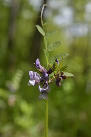 Attēlu rezultāti vaicājumam “Vicia sepium leaf”