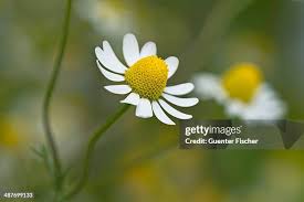 Attēlu rezultāti vaicājumam “Matricaria chamomilla flower”