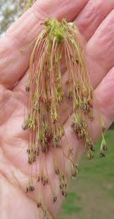 Attēlu rezultāti vaicājumam “Acer negundo female flower”