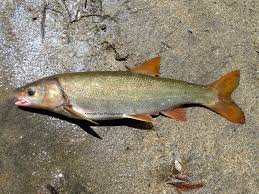 Image result for Mylopharodon conocephalus