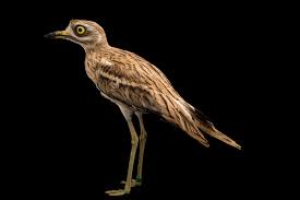 Image result for Burhinus oedicnemus