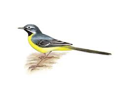 Attēlu rezultāti vaicājumam “Motacilla cinerea”