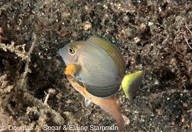 Image result for Acanthurus xanthopterus