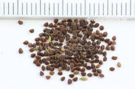 Attēlu rezultāti vaicājumam “Primula veris fruit”