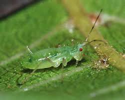 Attēlu rezultāti vaicājumam “Drepanosiphum platanoidis”