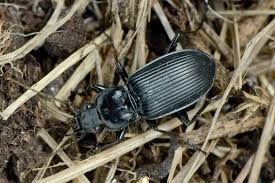 Attēlu rezultāti vaicājumam “Pterostichus niger”