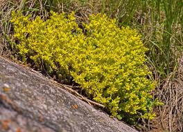 Image result for Mauerpfeffer