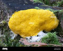 Attēlu rezultāti vaicājumam “Fuligo leviderma plasmodium”