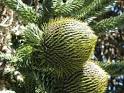 Evergreen Tree Species