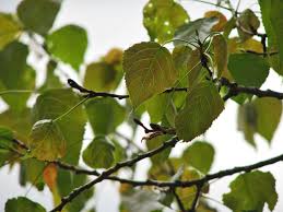 Attēlu rezultāti vaicājumam “Populus x lettland”