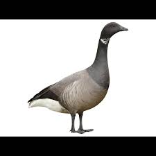 Attēlu rezultāti vaicājumam “Branta bernicla”