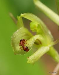Attēlu rezultāti vaicājumam “Liparis loeselii bud”
