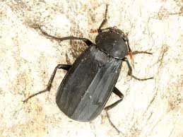 Attēlu rezultāti vaicājumam “Necrodes littoralis”