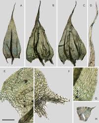Attēlu rezultāti vaicājumam “Brachythecium albicans sporophyte”