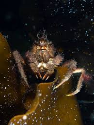 Image result for Hyas araneus