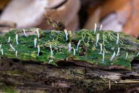 Attēlu rezultāti vaicājumam “Multiclavula mucida”