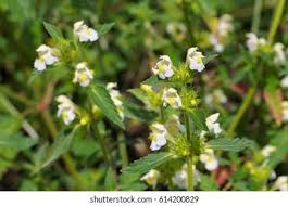 Image result for Galeopsis segetum