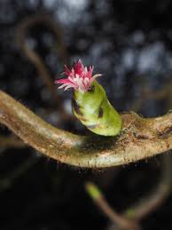 Attēlu rezultāti vaicājumam “Corylus avellana bud”