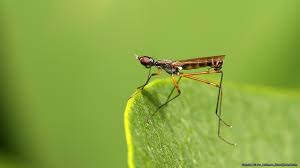 Attēlu rezultāti vaicājumam “Micropezidae”